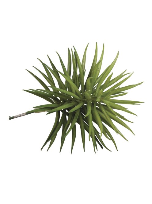Kaktusz/pozsgás növény "Senecio", 9,5x13cm
