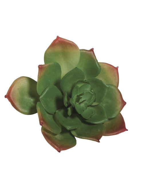 Kaktusz/pozsgás növény "Echeveria" zöld, 8,5x6cm