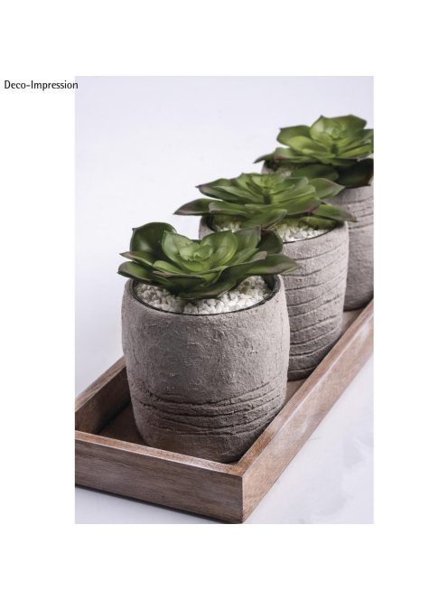 Kaktusz/pozsgás növény "Echeveria" zöld, 8,5x6cm