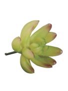 Kaktusz/pozsgás növény "Echeveria" világos zöld, 5,5x6,5cm