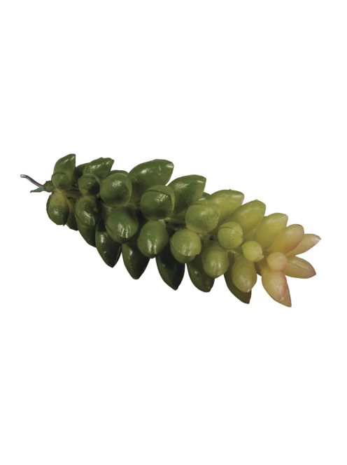 Mini kaktusz/pozsgás növény "Crassula", 2,5x8cm