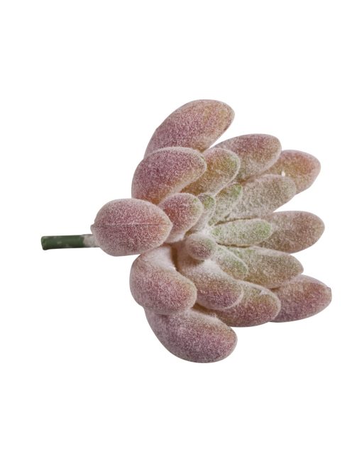 Mini kaktusz/pozsgás növény "Echeveria", 4x5cm