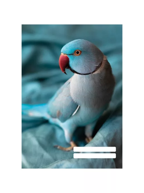 PD School Füzet pd kisalakú 32 lapos 27-32 kockás Colores