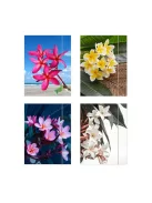 Herlitz Gumis mappa Herlitz Flower A/4