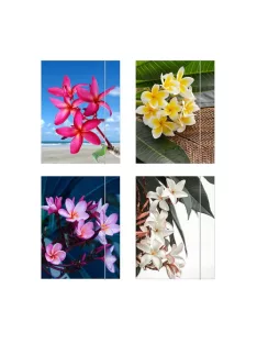 Herlitz Gumis mappa Herlitz Flower A/4