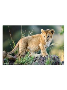 Herma Könyöklő Herma 55x35 cm Afrikai állatok