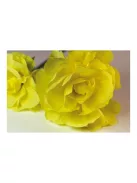 Noname Krepp-papír 200x50 cm citromsárga