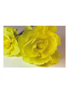 Noname Krepp-papír 200x50 cm citromsárga