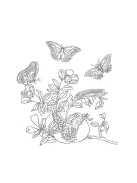 Fridolin Kreatív színezőfüzet Maria Sibylla Merian 4 motívum, összecsukható