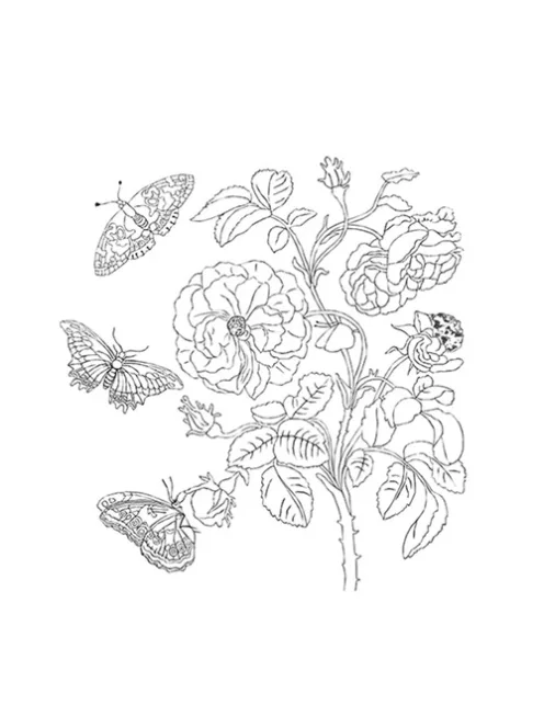 Fridolin Kreatív színezőfüzet Maria Sibylla Merian 4 motívum, összecsukható