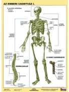 STIEFEL Tanulói munkalap, A4, STIEFEL "Az emberi csontváz"