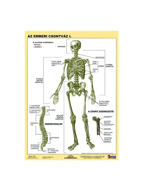 STIEFEL Tanulói munkalap, A4, STIEFEL "Az emberi csontváz"