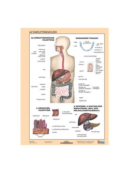 STIEFEL Tanulói munkalap, A4,  STIEFEL "Az emésztőrendszer"