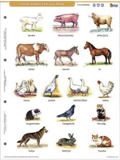   STIEFEL Tanulói munkalap, A4, STIEFEL" A ház körül élő állatok"